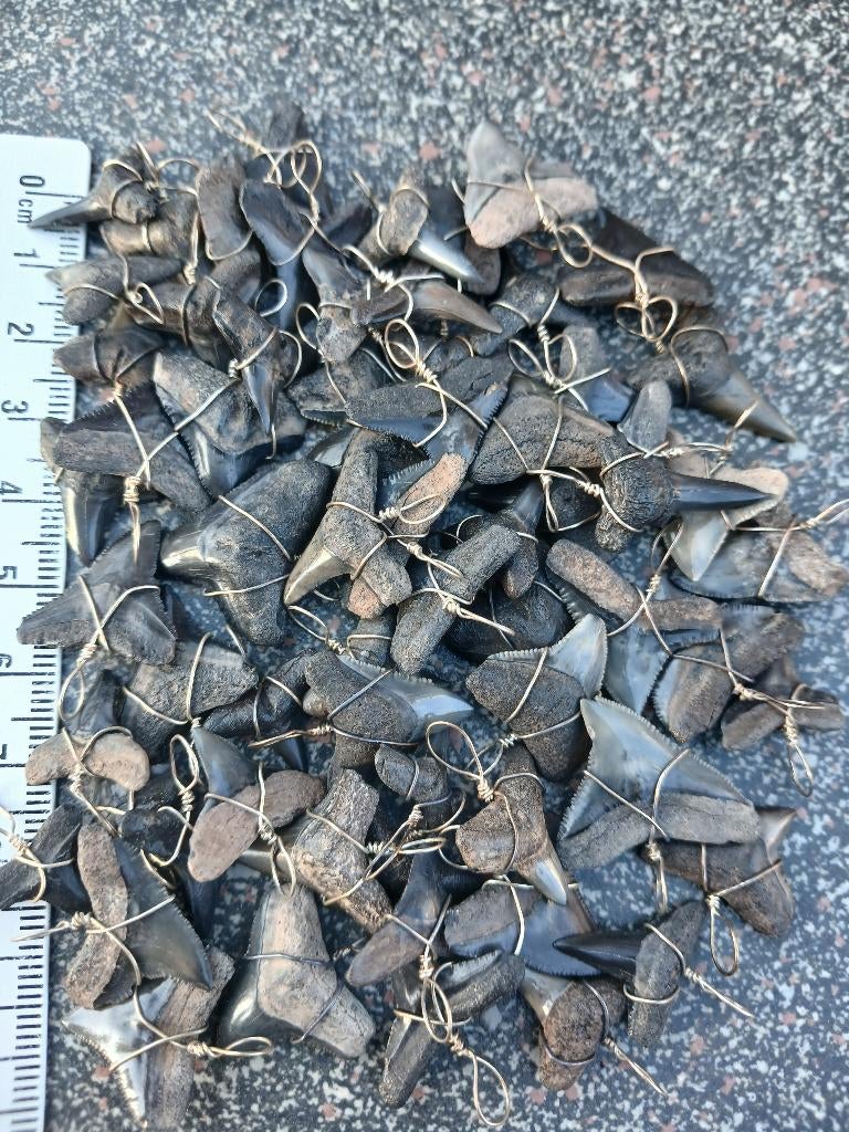 10 wired haaientanden uit de Peace River, sieraden kettingen, Ophalen of Verzenden, Fossiel