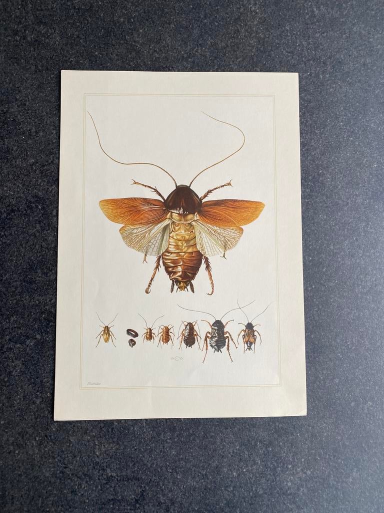 23 prenten soorten insekten  19x27 cm uitzoeken p.st.1,40, Antiek en Kunst, Ophalen of Verzenden, Natuur en Biologie