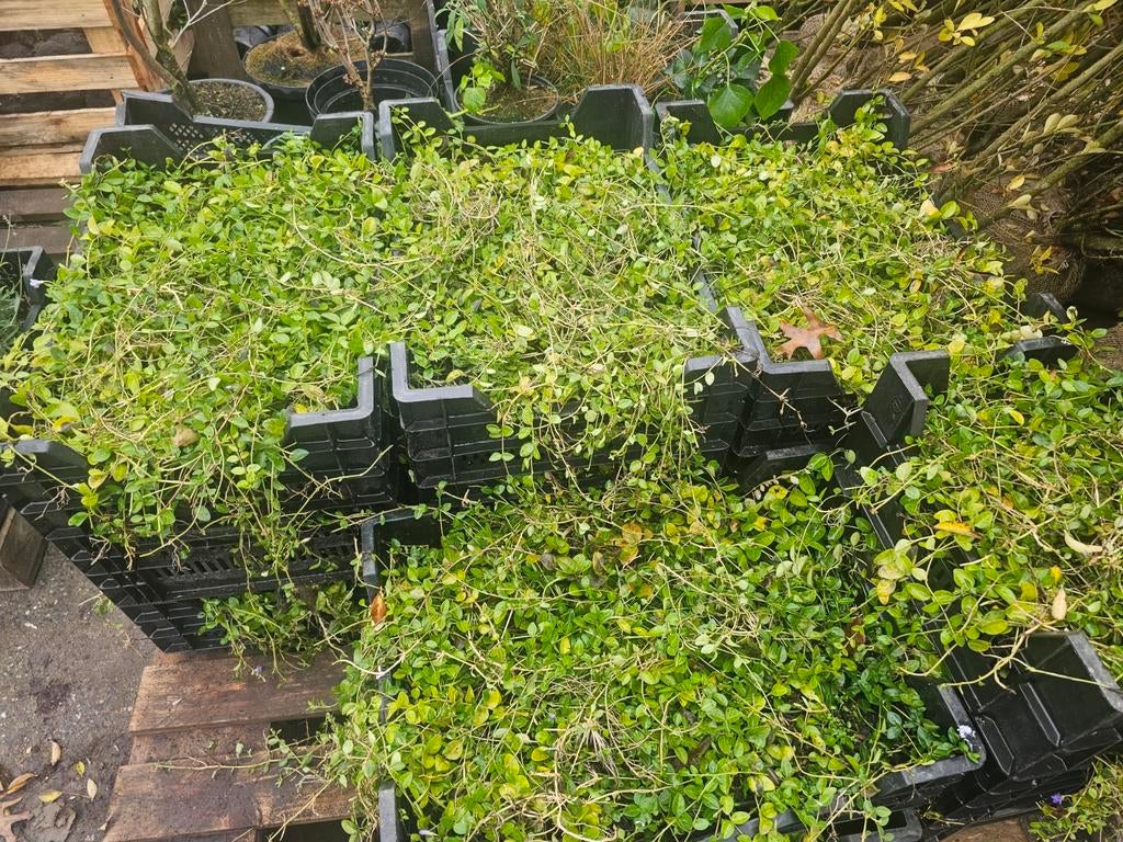 Bosplantsoen heesters vaste planten boompalen, Ophalen of Verzenden, Zomer, Volle zon, Overige soorten