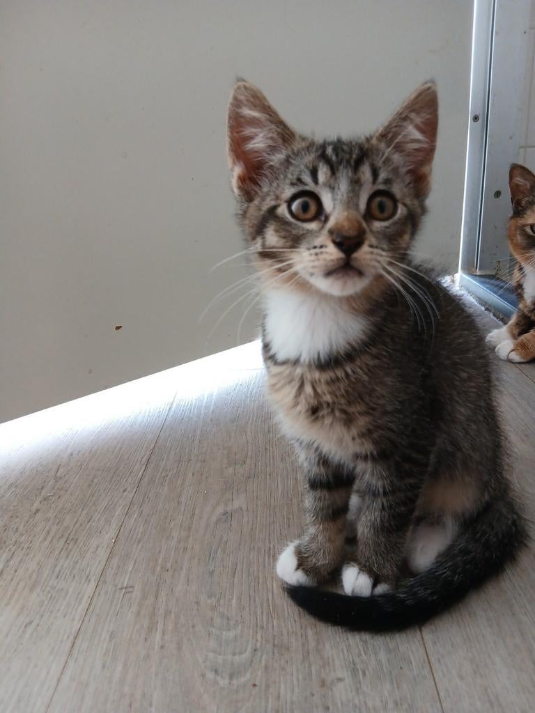 3 mooie lieve kittens aangeboden, Meerdere dieren