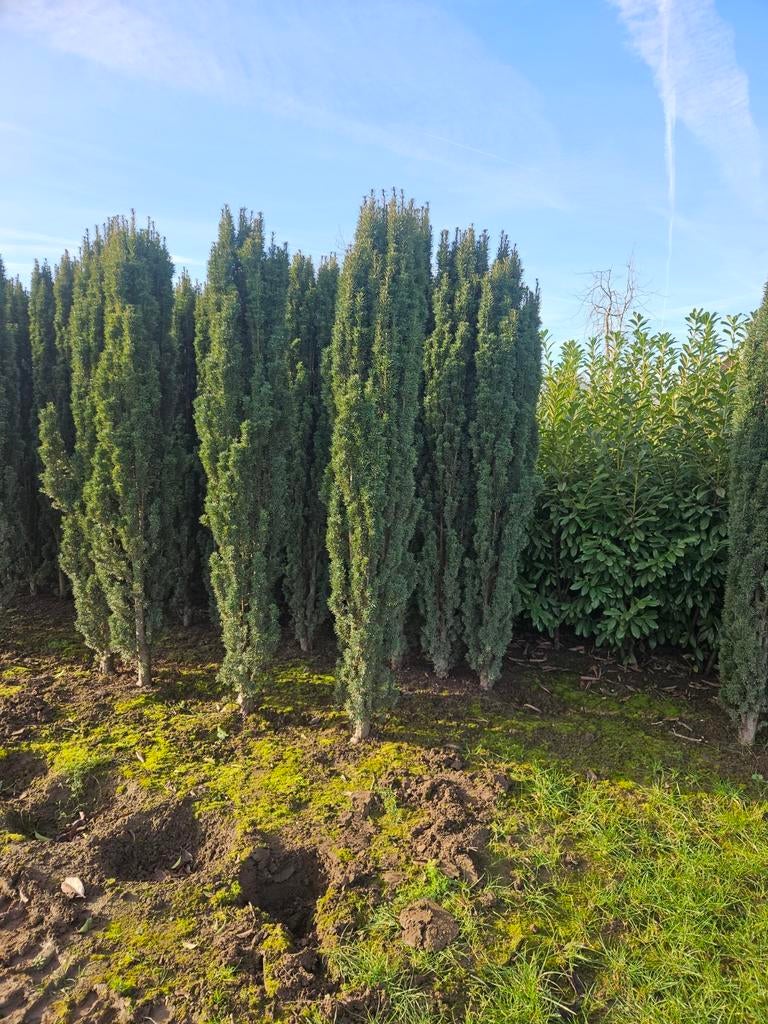 Zeer grote Taxus Fastigiata Robusta - Zuilvormige Taxus, Bloeit niet, Ophalen of Verzenden, 250 tot 400 cm, Zuilboom