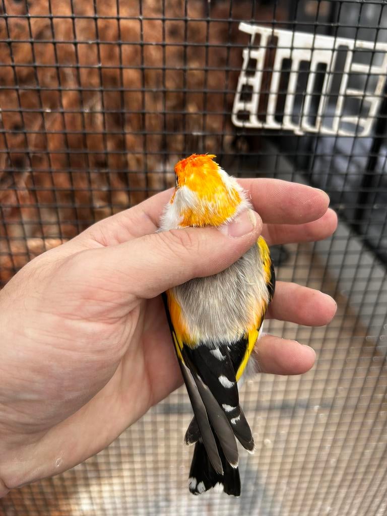 Majoor putter agaat witkop man 2025, Dieren en Toebehoren, Mannelijk, Wildzangvogel