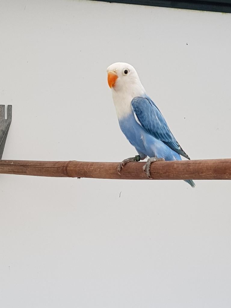 Fischerie, Dieren en Toebehoren, Meerdere dieren, Dwergpapegaai of Agapornis, Geringd