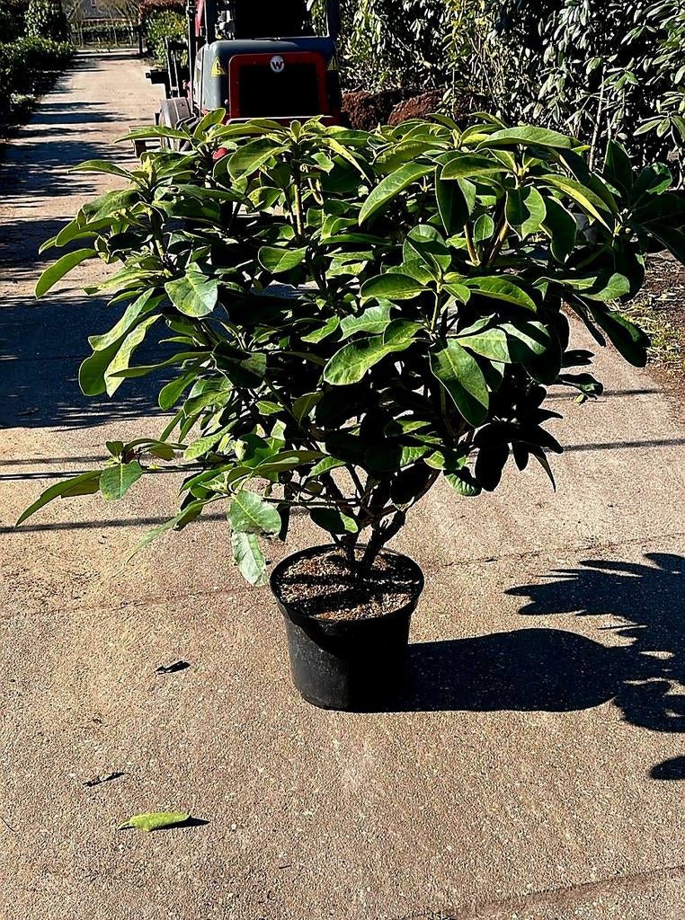 Rhododendron Furnifalls daugter 🌿🌺, Tuin en Terras, Planten | Bomen, Overige soorten, Halfschaduw, Ophalen