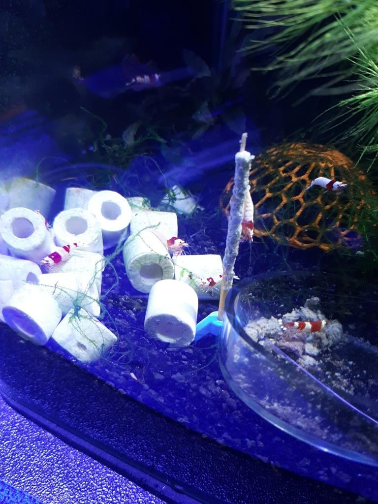 Pure Red Line/ Cristal Red Caridina garnalen, Kreeft, Krab of Garnaal