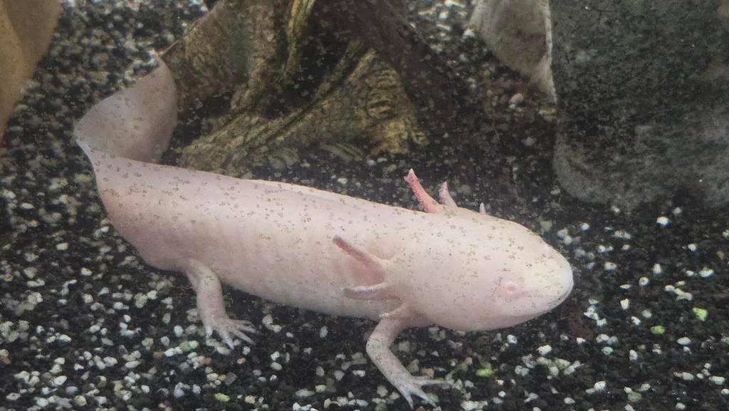 Axolotl, Dieren en Toebehoren, Vissen | Aquariumvissen, Vis