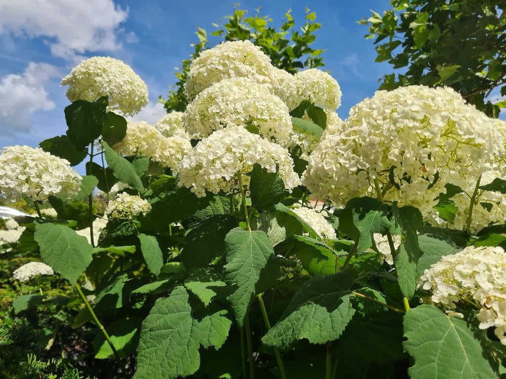Hortensia Annabelle, Tuin en Terras, Ophalen of Verzenden, Hortensia, Struik, Minder dan 100 cm