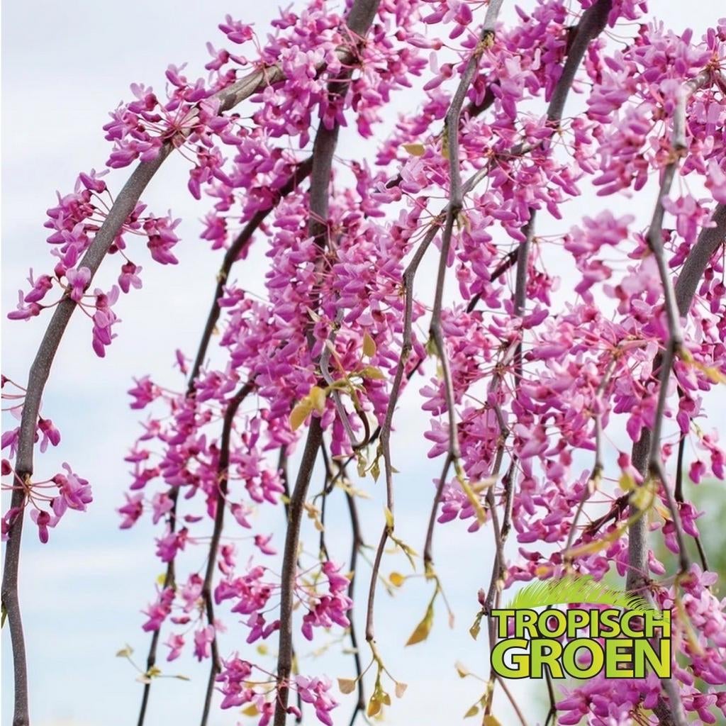 Cercis canadensis Golden falls / Judasboom / Nieuw ‼️‼️, Tuin en Terras, Planten | Bomen, Treurboom, Lente, 100 tot 250 cm, Ophalen