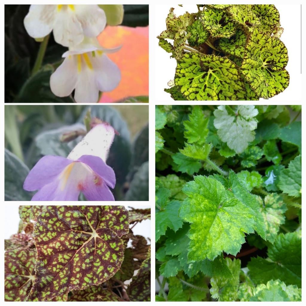 Bladstekken van verschillende kamerplanten
3 voor 1 euro, Ophalen of Verzenden, Halfschaduw, Minder dan 100 cm