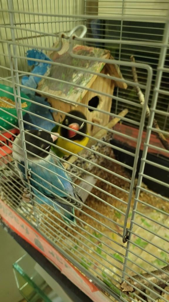 twee mooie en gezonde vogels, Meerdere dieren, Kleurkanarie