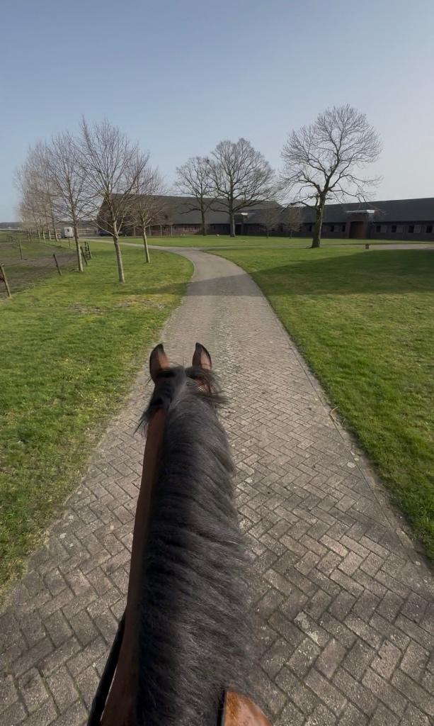 Gezocht hulp op stal (omgeving Haarle, Overijssel), Dieren en Toebehoren
