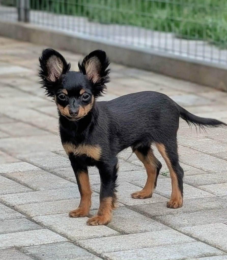 Russkiy Toy reutje langhaar met FCI stamboom, Fokker | Hobbymatig, 8 tot 15 weken, Buitenland, Parvo