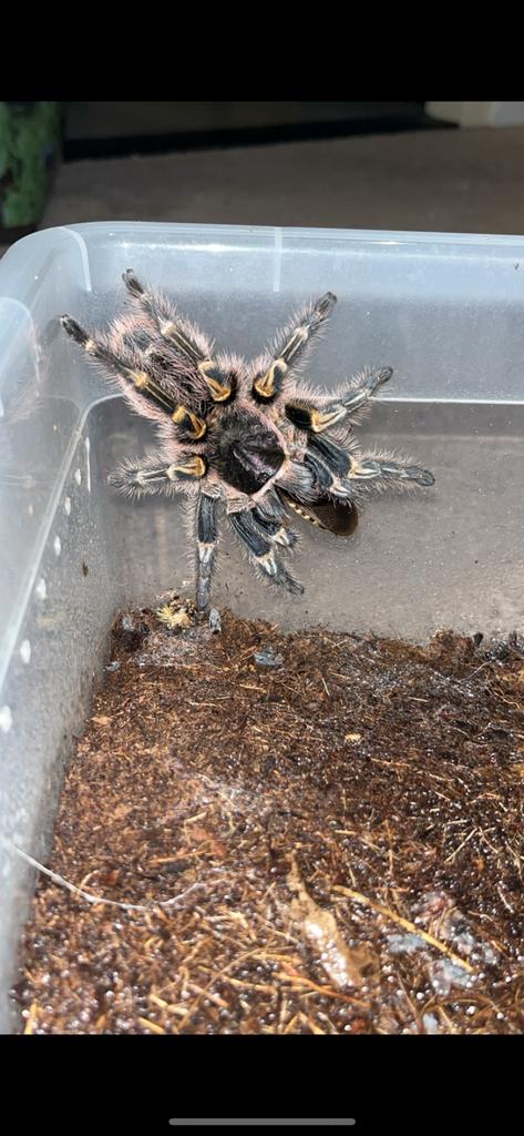 Grammostola pulchripes