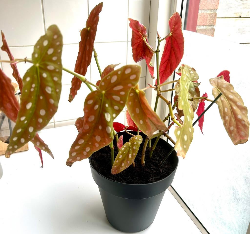 Prachtige ‘Stippen’ Begonia, zie info en foto’s, Huis en Inrichting, Kamerplanten, Overige soorten, Minder dan 100 cm, Bloeiende kamerplant