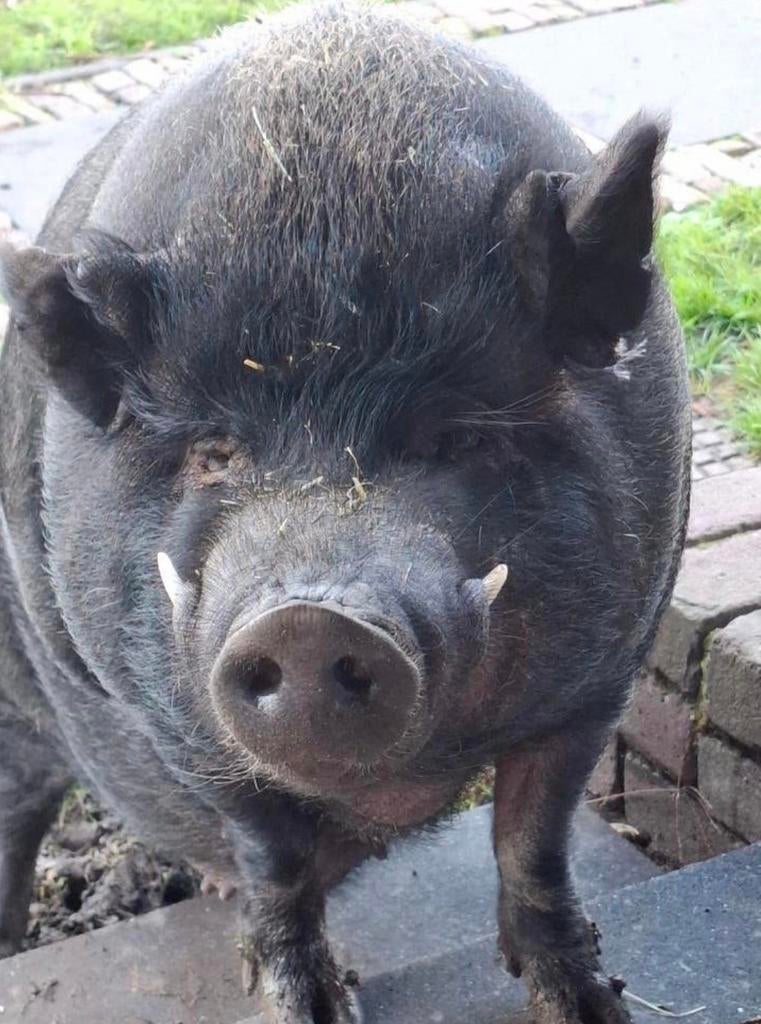 2 lieve tamme göttinger mini varkentjes zoeken een nieuw thu, Dieren en Toebehoren, Meerdere dieren, Varken