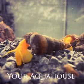 tylomalania golden | sulawesi slak, Dieren en Toebehoren, Slak of Weekdier, Zoetwatervis