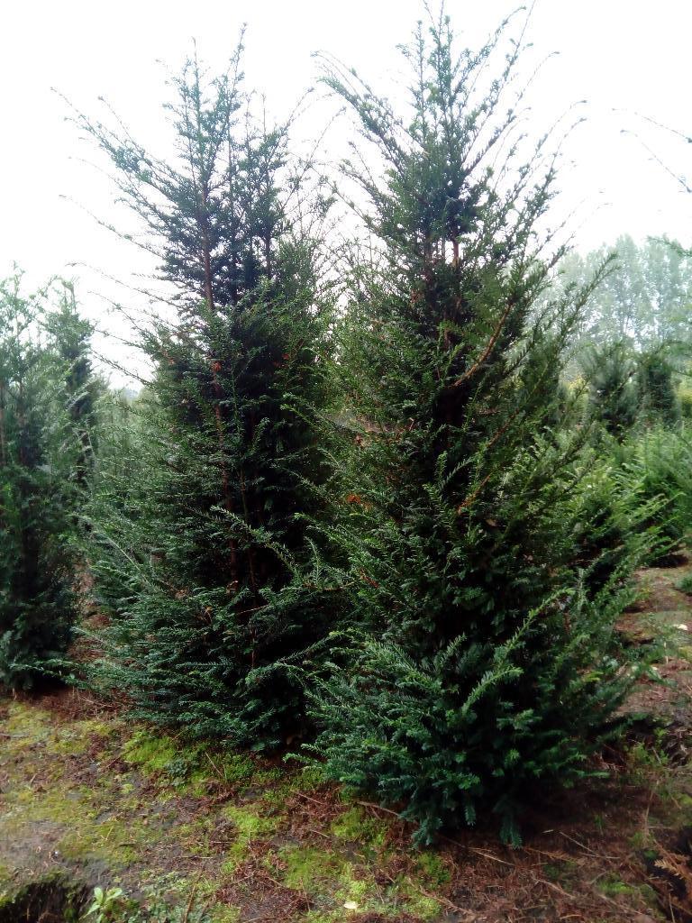 Taxus Baccata, Tuin en Terras, Ophalen, Bloeit niet, Overige soorten, Volle zon