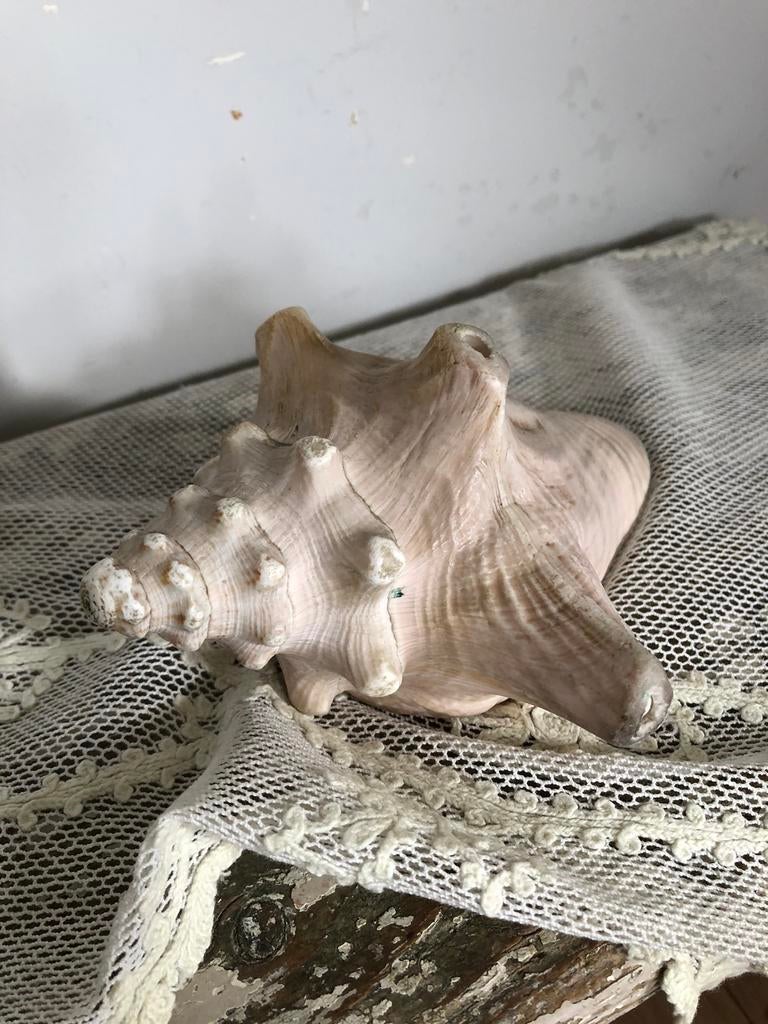 Oude roze schelp, Ophalen of Verzenden