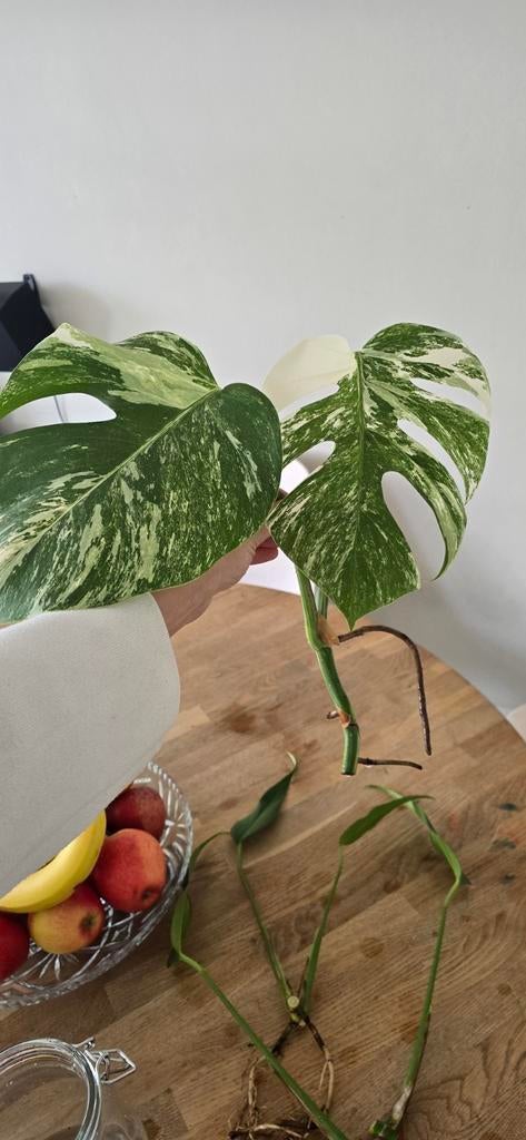 Monstera Deliciosa Variegata - Gewortelde Kopstek, Tuin en Terras, Overige soorten, Vaste plant, Ophalen of Verzenden, Bloeit niet