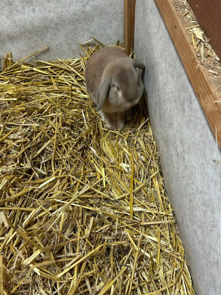 Mannetjes konijn te koop, Mannelijk, Overige typen, Tam, Oktober