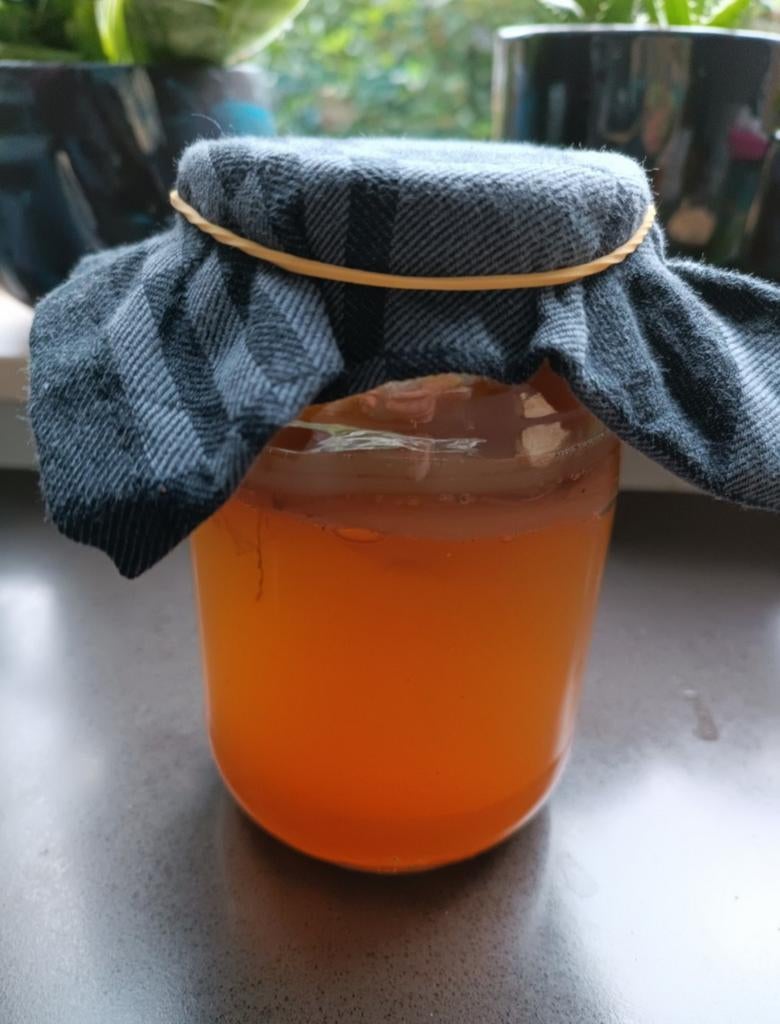 Kombucha-scoby, Ophalen