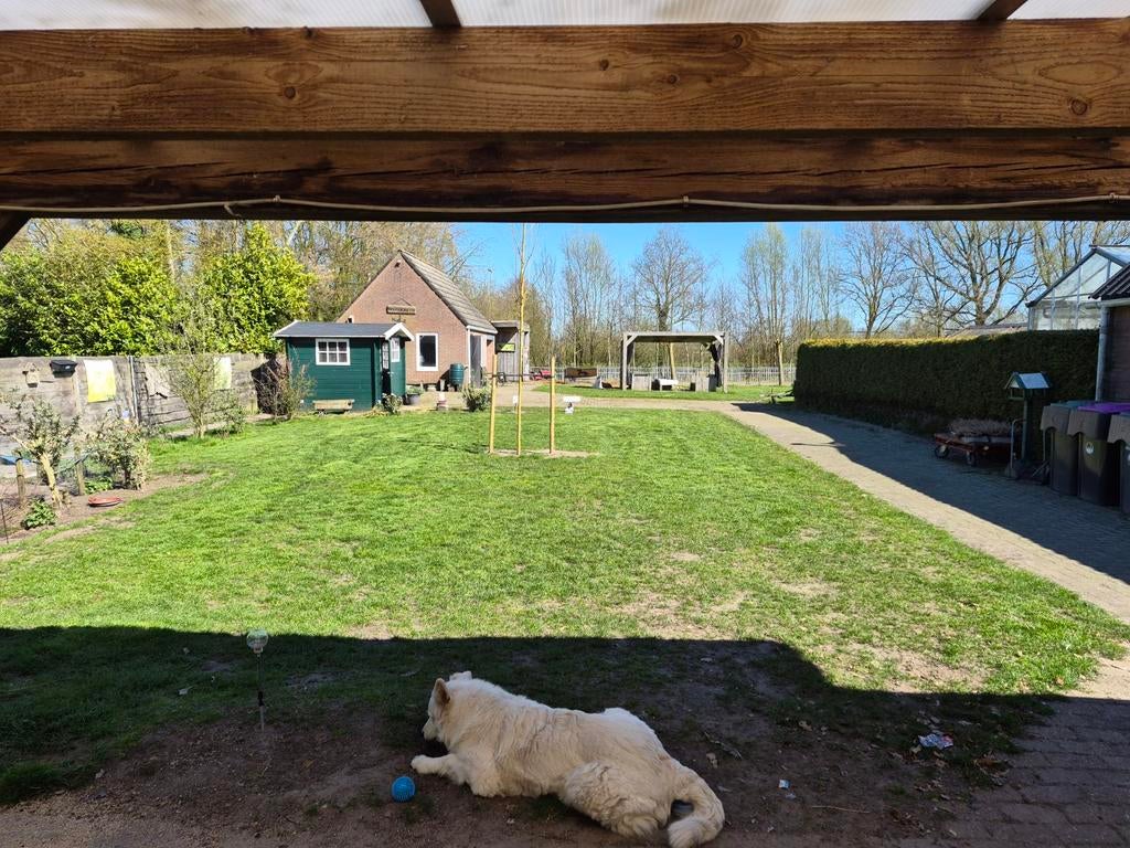 gezocht: 2 kittens, Poes, 0 tot 2 jaar