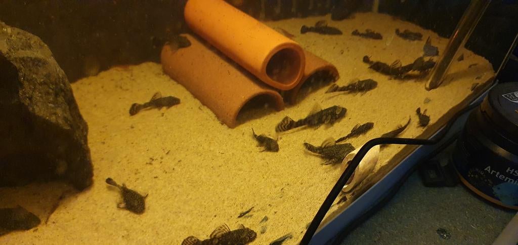 Jonge ancistrus 3a4cm, Dieren en Toebehoren, Vis, Zoetwatervis