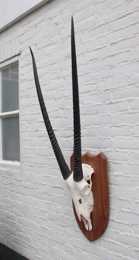 Grote SPIESBOK / ORYX op houten schild - ref. E (gewei), Ophalen of Verzenden, Zo goed als nieuw, Wild dier, Schedel