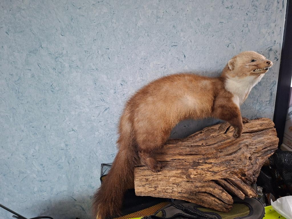 Marter (opgezet), Verzamelen, Dierenverzamelingen, Ophalen, Zo goed als nieuw, Overige soorten, Opgezet dier