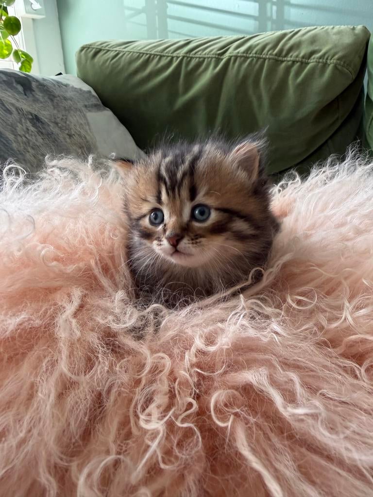 5 prachtige kittens. Britse korthaar x Europese korthaar, Meerdere dieren, Ontwormd, 0 tot 2 jaar