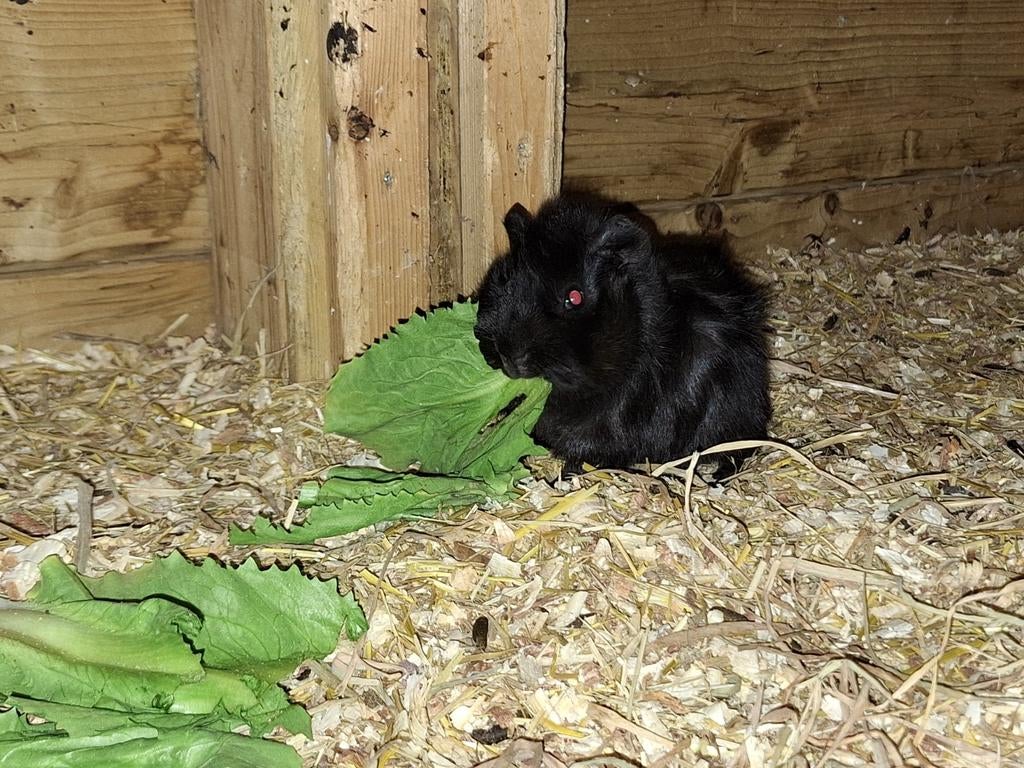 4 Beertjes geboren 16 januari 2026, Dieren en Toebehoren, Knaagdieren, Januari, Mannelijk, Cavia