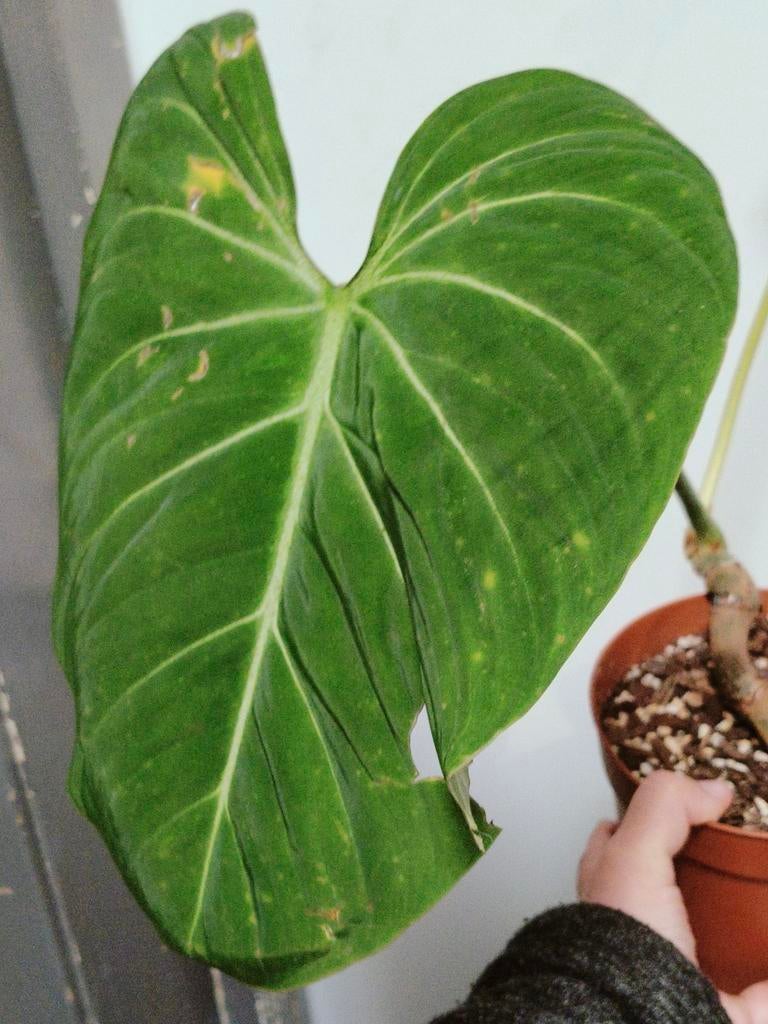 Philodendron gloriosum kneus, Huis en Inrichting, Kamerplanten, Ophalen of Verzenden, Halfschaduw, Minder dan 100 cm