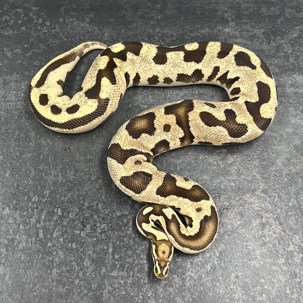 0.1 OD Fire Leopard 100% dh Amur DG, Ball Python Ball Python - female for sale from Tom