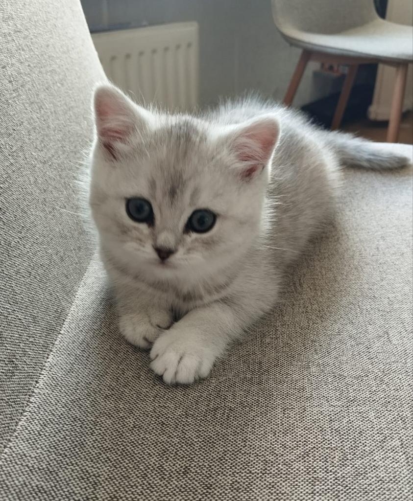 Kitten, Poes, Ontwormd, 0 tot 2 jaar