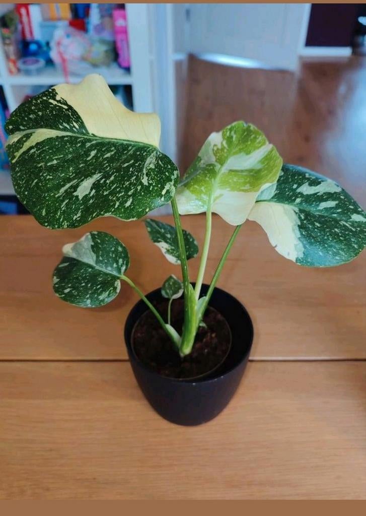 Monstera Thai constellation, Huis en Inrichting, Kamerplanten, Ophalen, Halfschaduw, Minder dan 100 cm