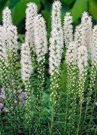 Liatris spicata "Blazing White" (Prachtkaars), Overige soorten, Volle zon, Vaste plant, Ophalen of Verzenden