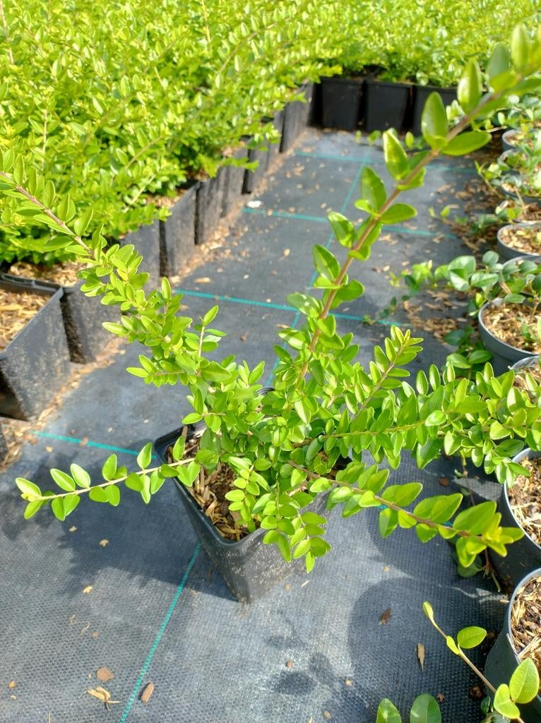 Lonicera nitida maigrun. Sterke bodembedekker/lage haagplant, Bodembedekkers, Vaste plant, Ophalen of Verzenden, Bloeit niet