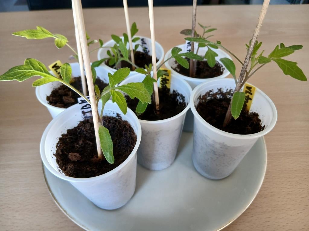 Biologische Vleestomaat Black Krim - Zelf Gekweekt, Tuin en Terras, Planten | Tuinplanten, Ophalen, Volle zon, Groenteplanten