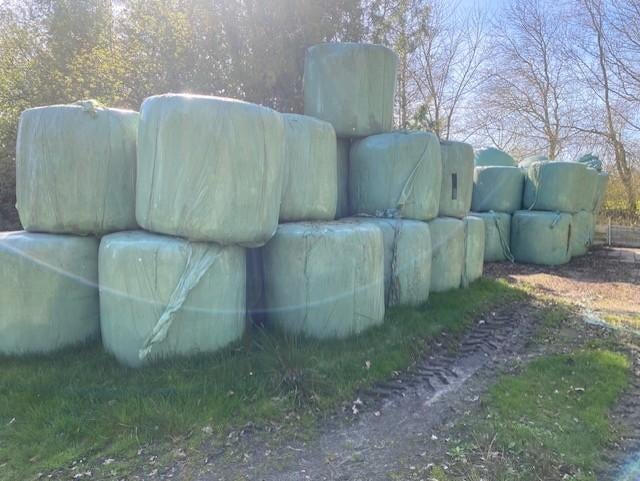 Dikke hooibalen 1,25 x 1,25, Dieren en Toebehoren, Ophalen, Vee