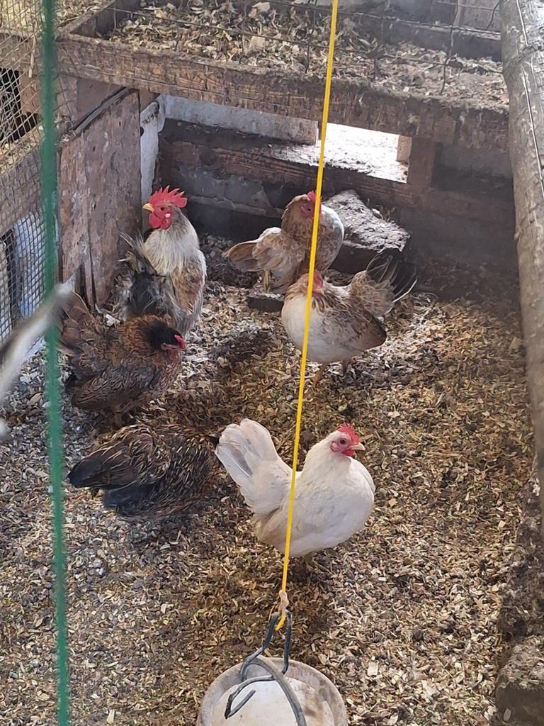 Serama broedeieren, Dieren en Toebehoren, Geslacht onbekend, Kip