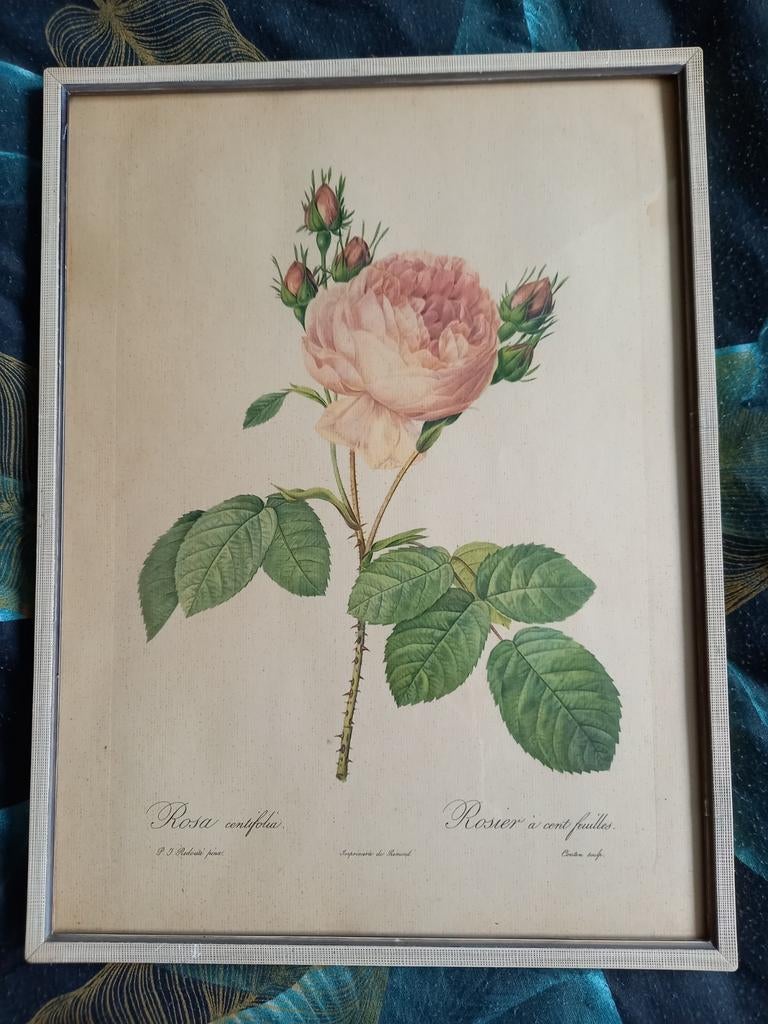 Mooie prent in lijst
P.J Redoute Pinx - Rosa Centifolia, Antiek en Kunst, Ophalen