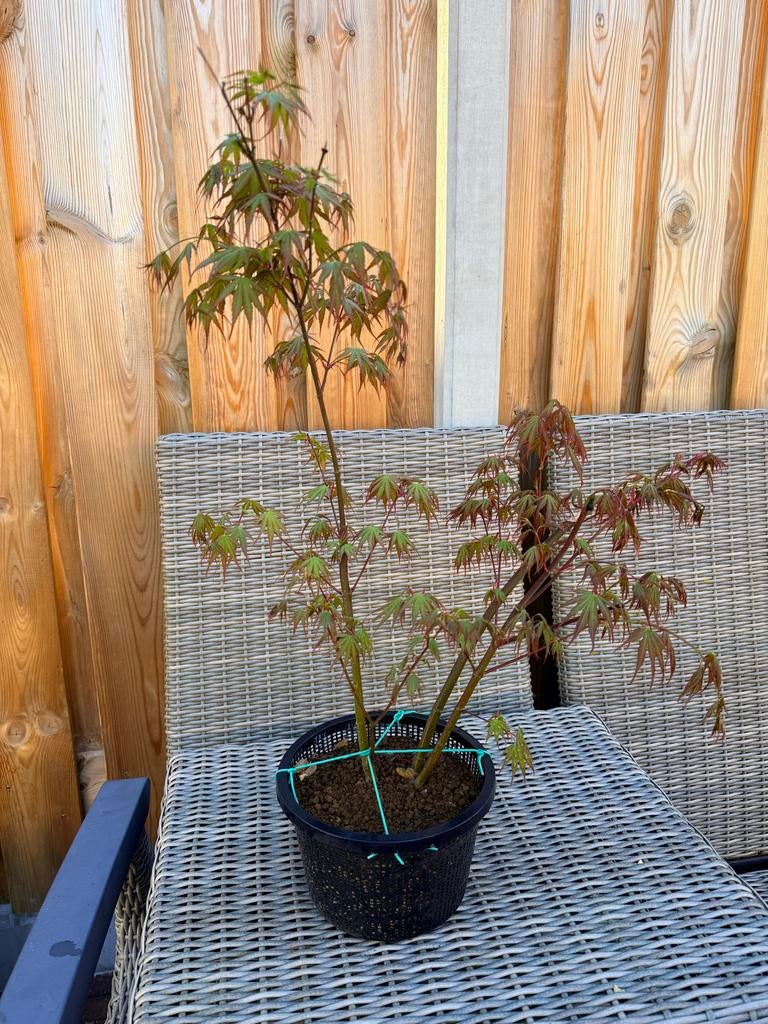 Acer Palmatum Arakawa 3 stam (pre bonsai), Vaste plant, Bloeit niet, Halfschaduw, Ophalen