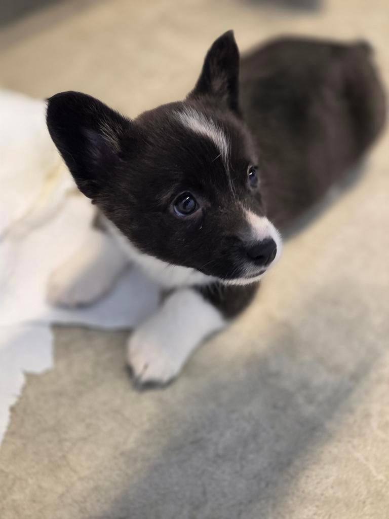 Welsh Corgi cardigan, Dieren en Toebehoren, Honden | Herdershonden en Veedrijvers, Parvo, België, Fokker | Hobbymatig, 8 tot 15 weken