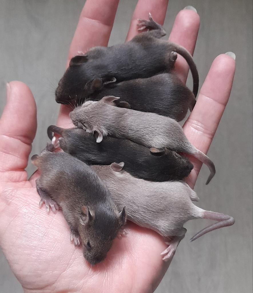 Kleurmuizen baby's, Dieren en Toebehoren, Knaagdieren, Maart, Muis, Meerdere dieren, Tam