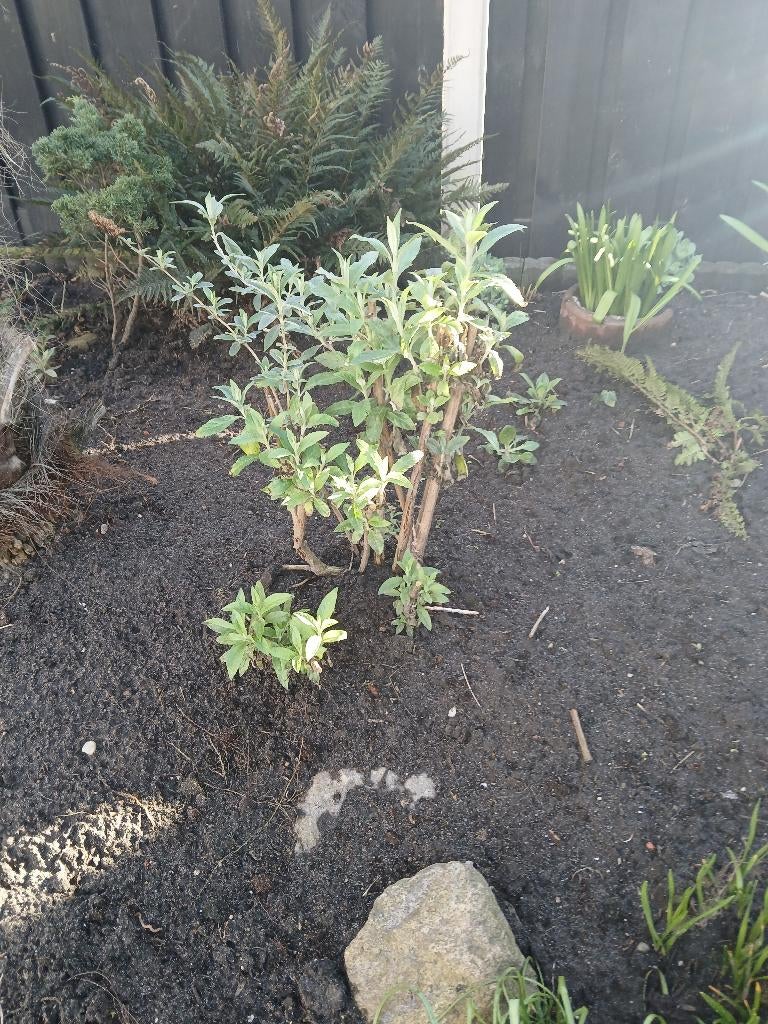 Planten  vlinderstuik, Volle zon, Tweejarig, Zomer, Ophalen