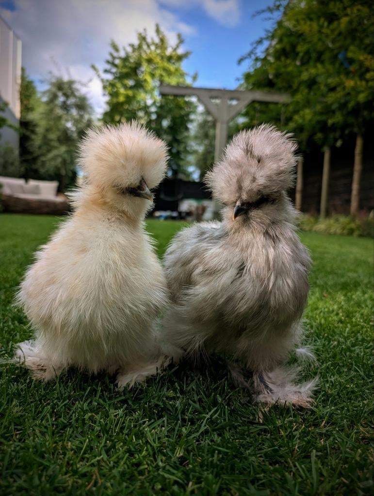 Amerikaanse usa zijdehoen, Dieren en Toebehoren, Pluimvee, Geslacht onbekend, Kip