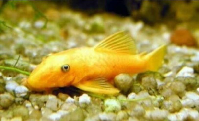 Ancistrus Gold Middel - Koidream Valburg, Dieren en Toebehoren, Vissen | Aquariumvissen, Vis, Zoetwatervis