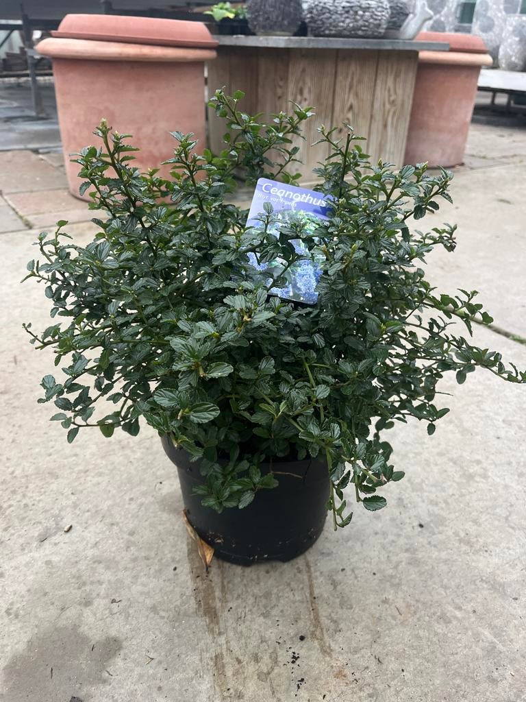 Ceanothus thyrsiflorus var. repens - Kruipende Amerikaanse S, Ophalen of Verzenden, Overige soorten, Struik, Minder dan 100 cm