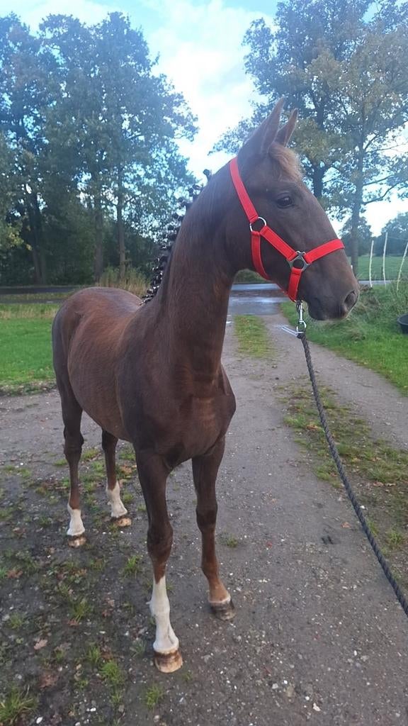 Tuigpaard te koop!, Dieren en Toebehoren, Merrie