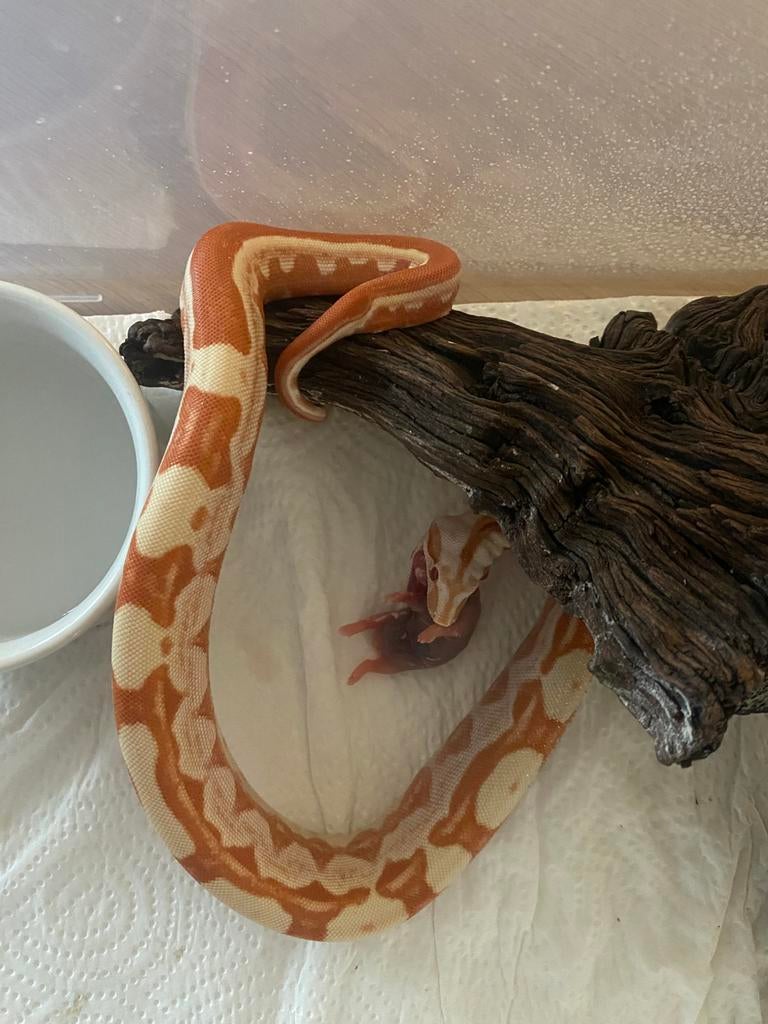 Boa constrictor junglow Motley, Slang, 0 tot 2 jaar